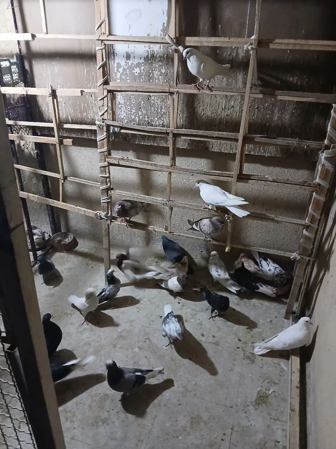 کبوتر|پرنده|تهران, جیحون|دیوار