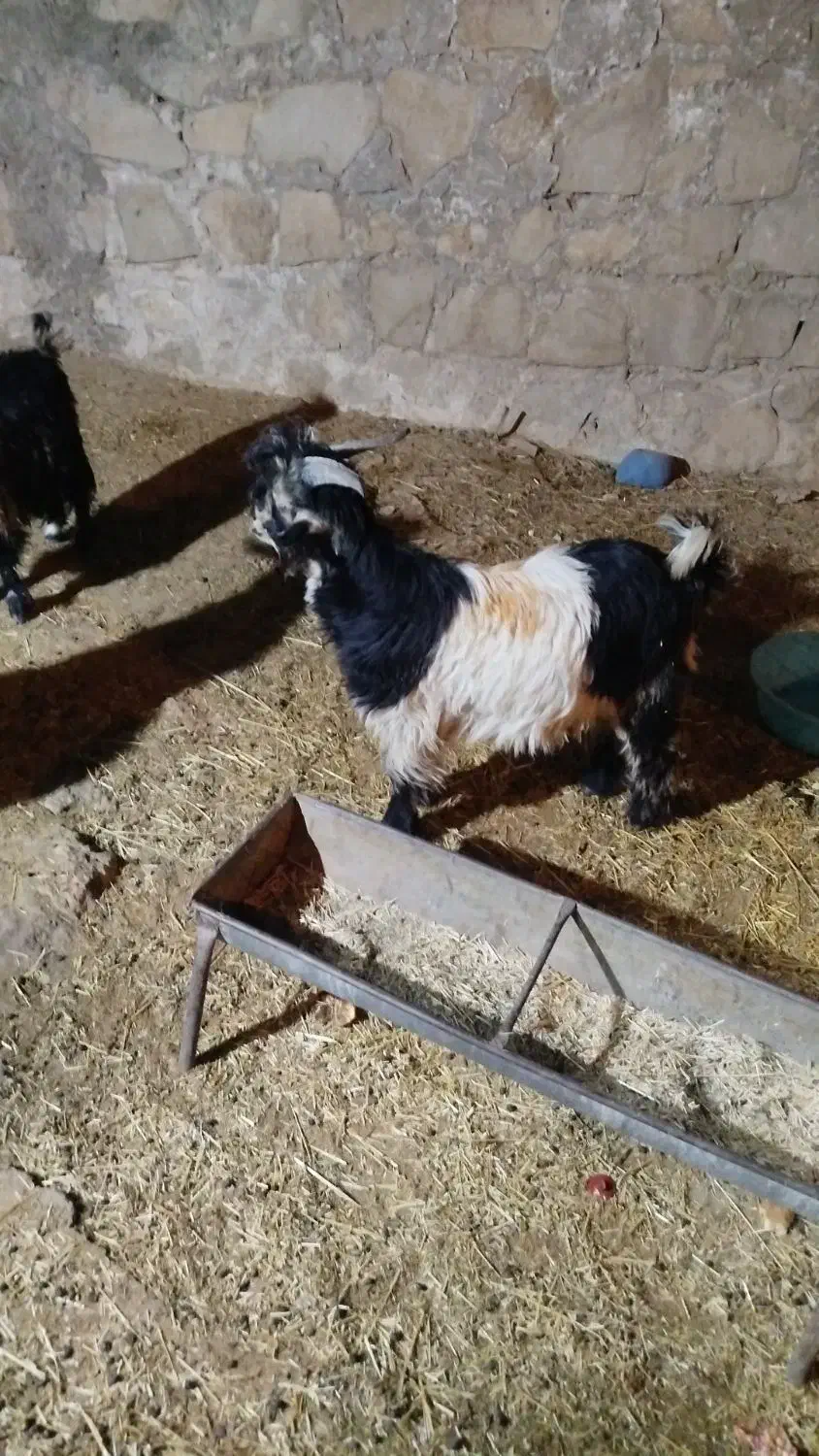 بیگ گل داری|حیوانات مزرعه|لالی, |دیوار