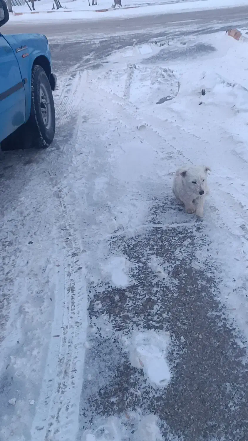 واگذاری شیتزو|سگ|دیواندره, |دیوار