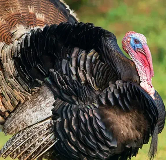 بوقلمون گوشتی برنز|حیوانات مزرعه|کرج, دهقان ویلا|دیوار