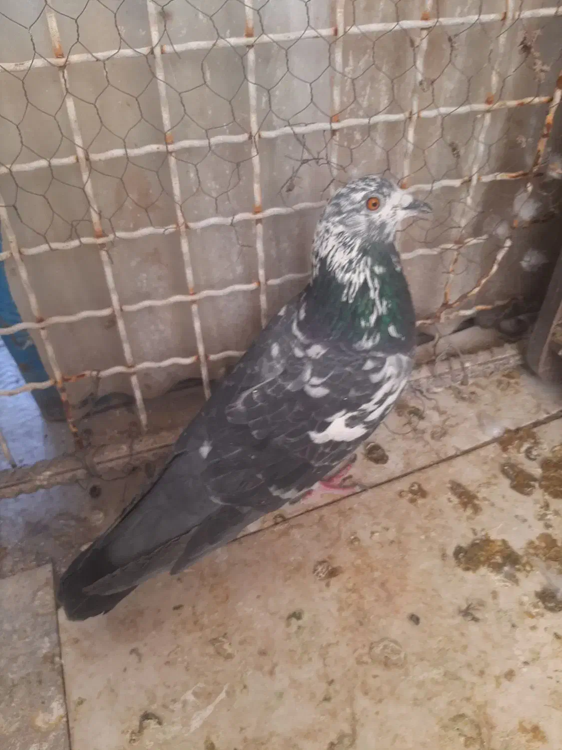 کبوتر کاشونی و کله ای هندی ابادانی|پرنده|شاهین‌شهر, خبرنگار|دیوار