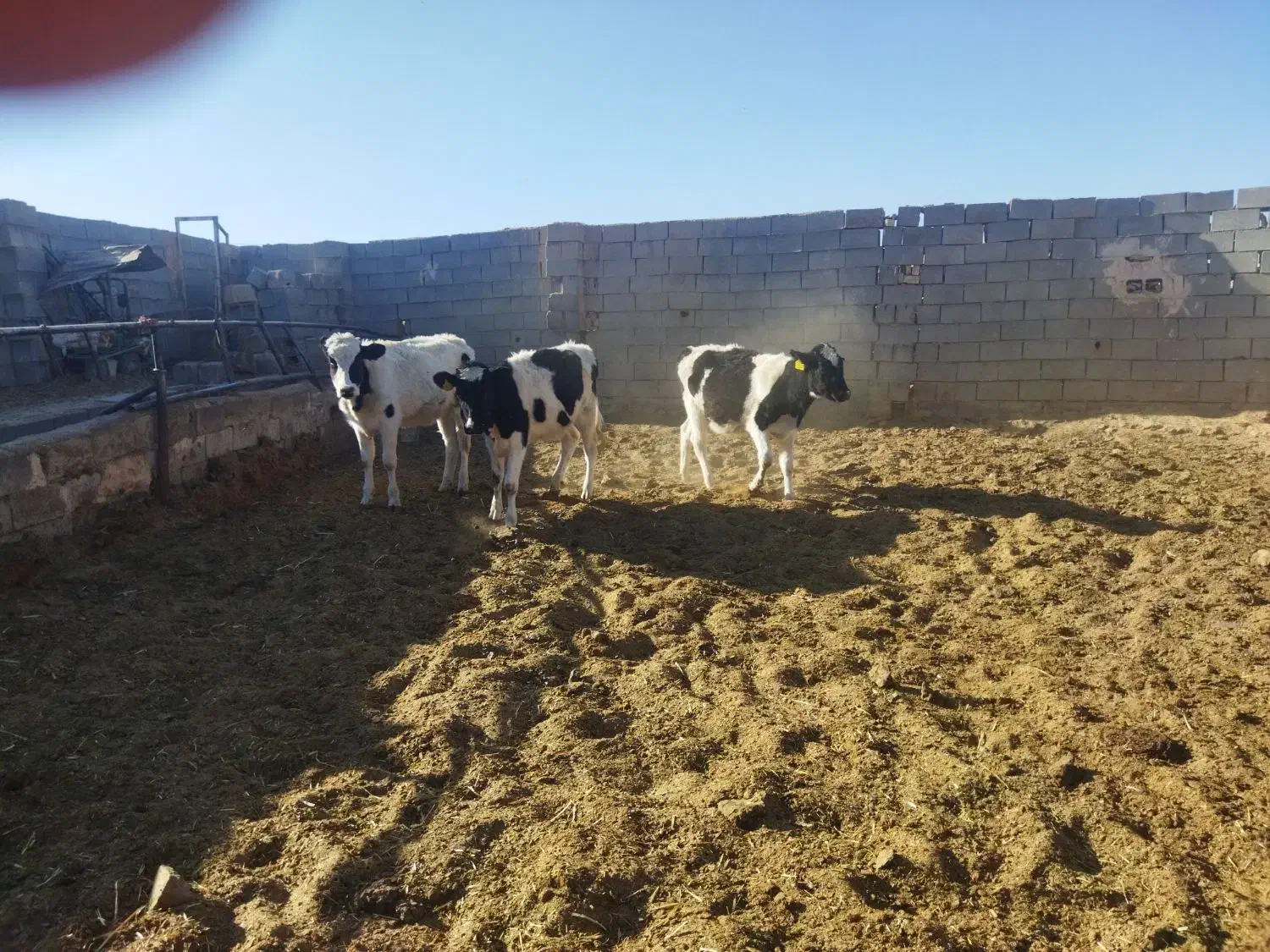 گوساله ماده|حیوانات مزرعه|برخوار, |دیوار