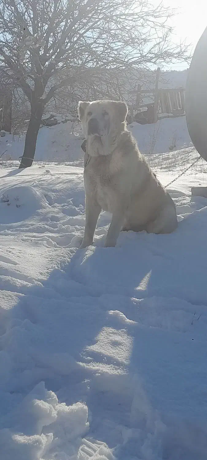 واگذاری سگ|سگ|تبریز, |دیوار