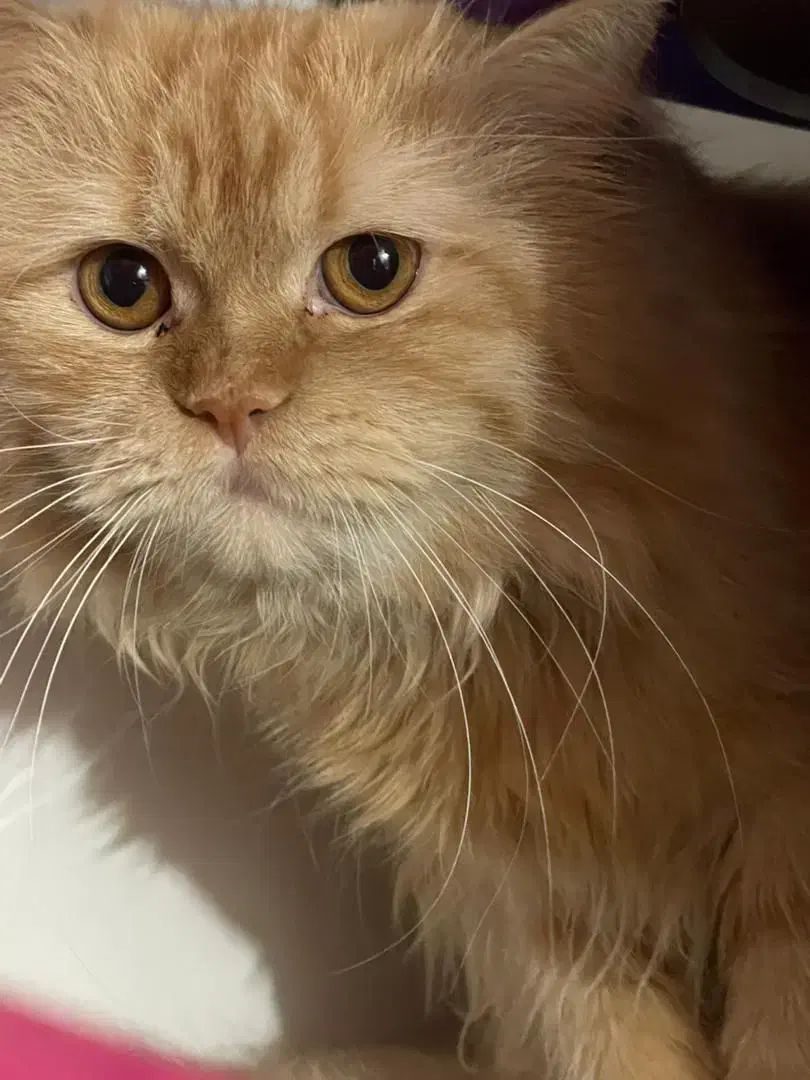 گربه نر نژاد پرشین گلد عروسکی|گربه|اهواز, شهرک توسعه نیشکر|دیوار