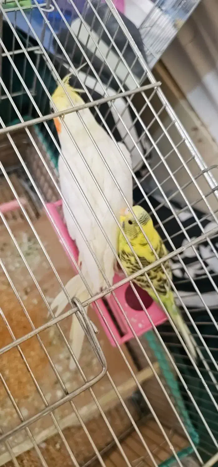 عروس هلندی ومرغ عشق|پرنده|شادگان, |دیوار