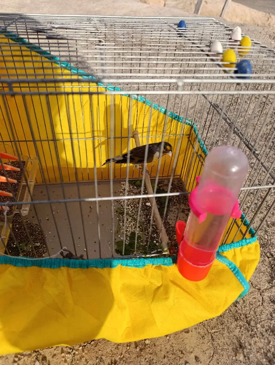 سیره دو رگه|پرنده|سنندج, |دیوار