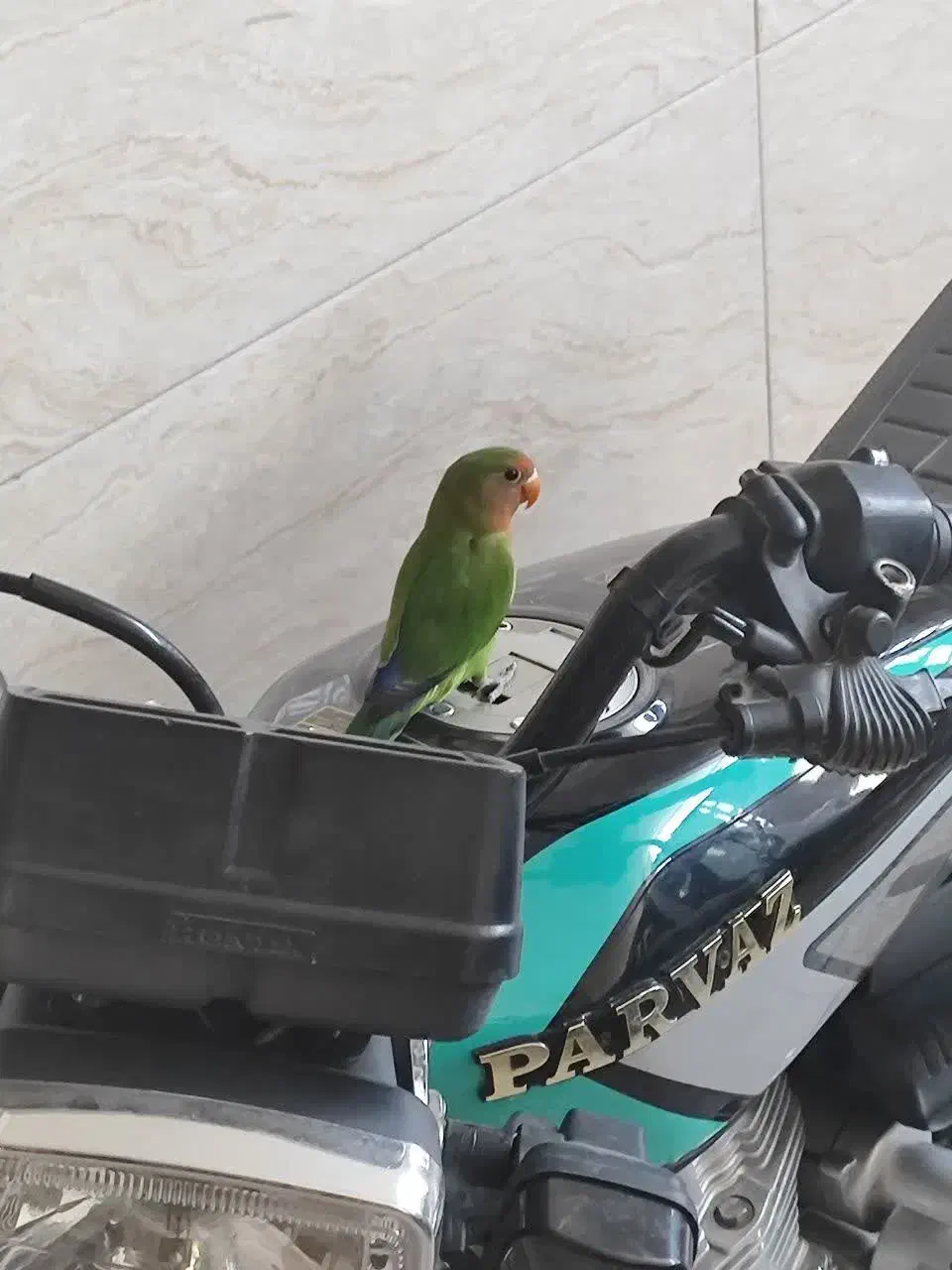 کوتوله گمشده|حیوانات|برخوار, |دیوار