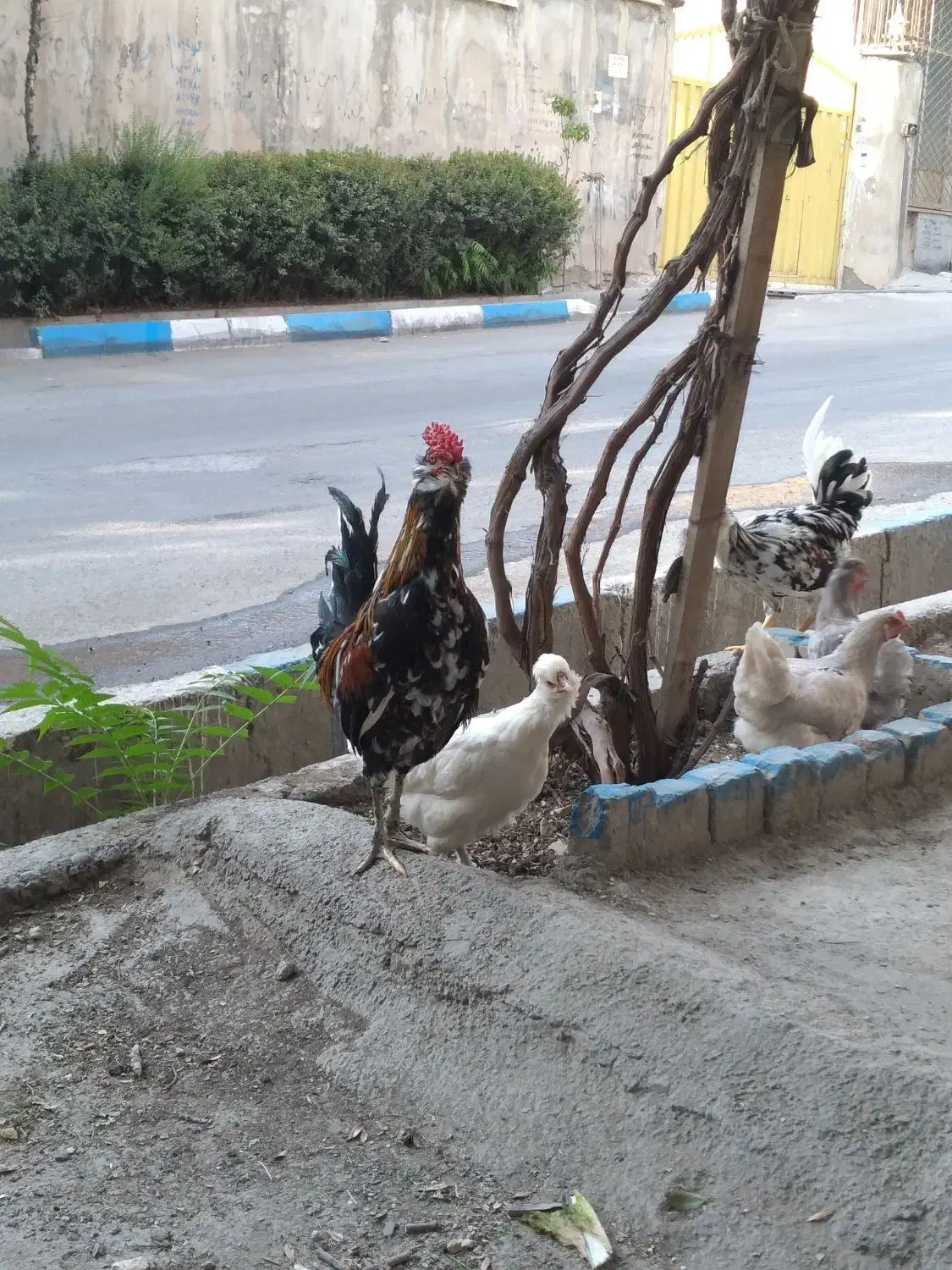 خروس چهل تاج گلین|حیوانات مزرعه|جاجرود, |دیوار