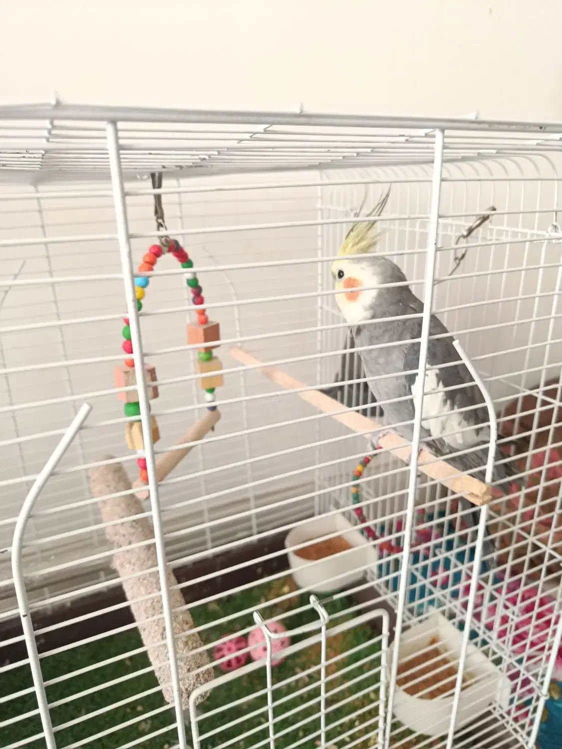 فروش عروس هلندی باقفس|پرنده|اردبیل, |دیوار