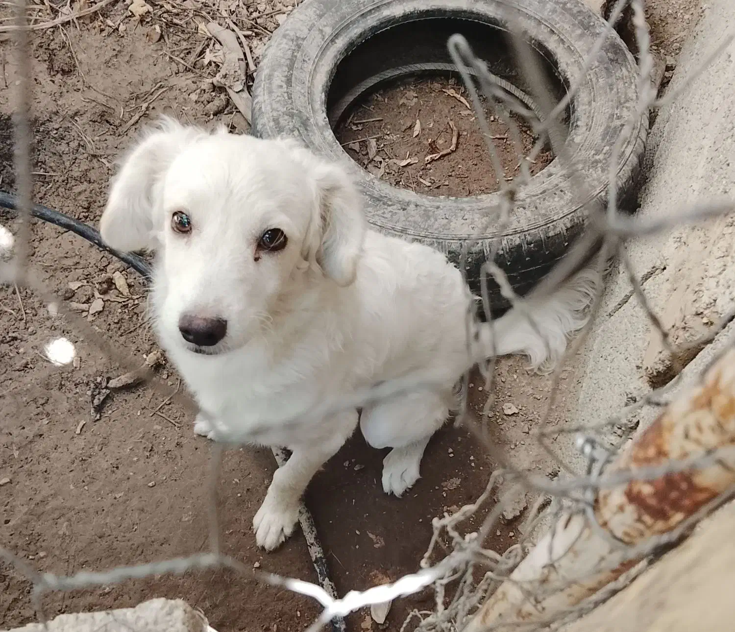 سگ میکس اشپیتز شیتزو|سگ|کازرون, |دیوار