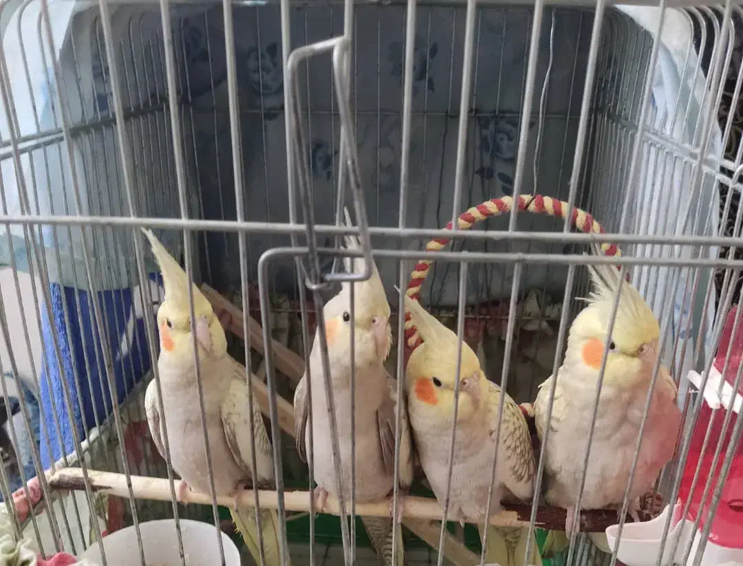 عروس هلندی|پرنده|کرج, شهرک جهان‌نما|دیوار