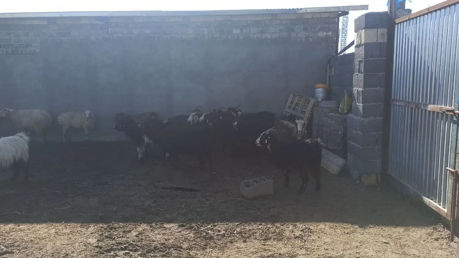 بره چاق|حیوانات مزرعه|زیرکوه, |دیوار