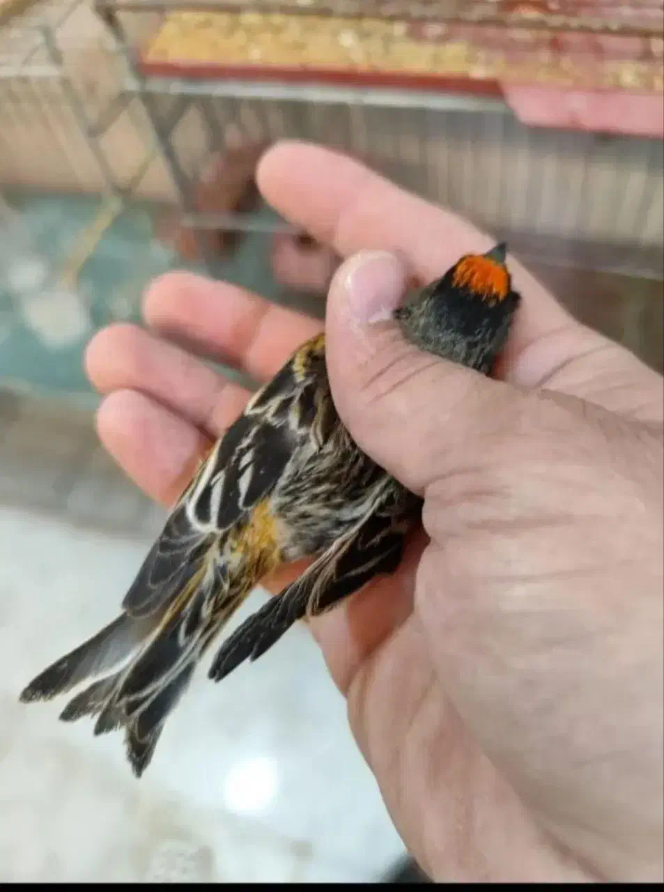 سهره چهارگل.کرمونی.گلبسر|پرنده|تربت جام, میان جام|دیوار