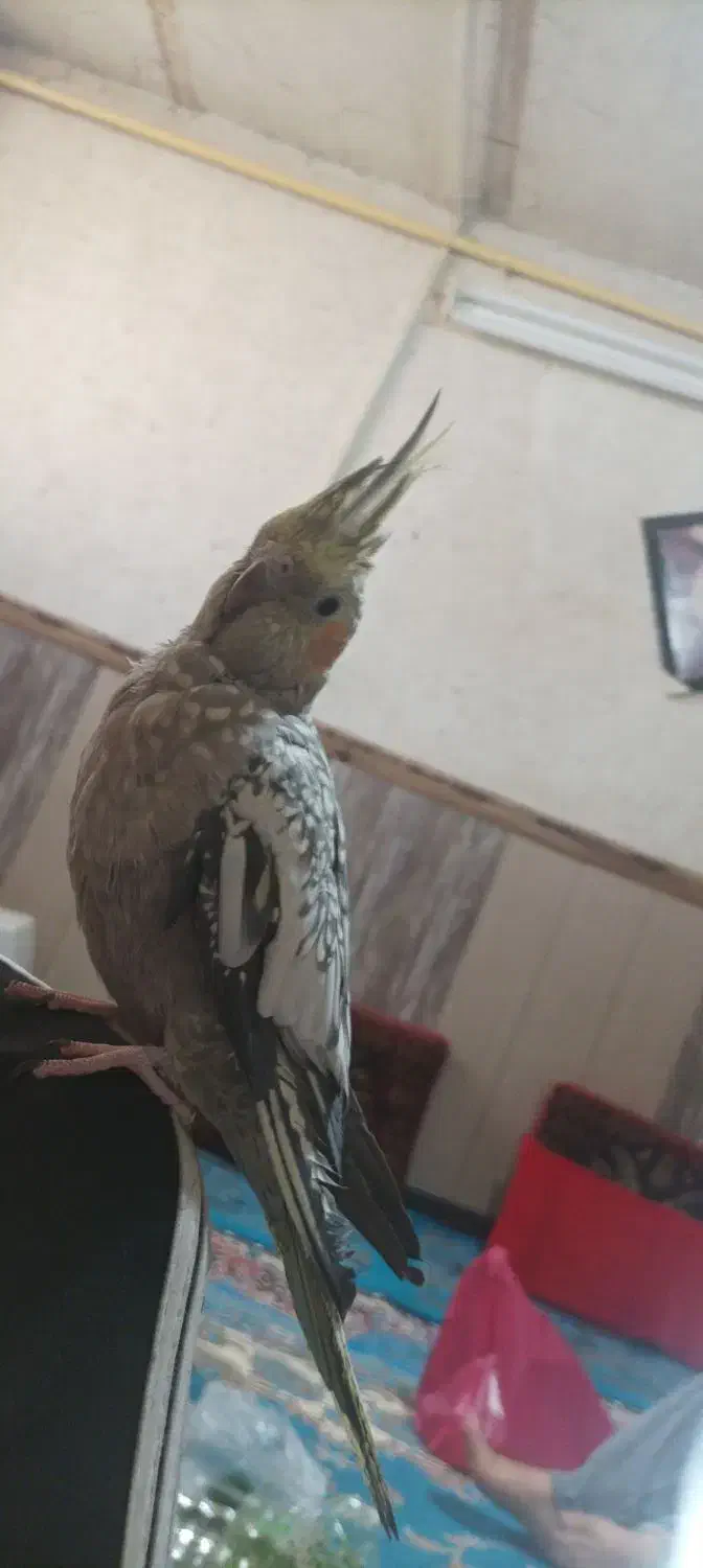 عروس هلندی|پرنده|تفت, |دیوار