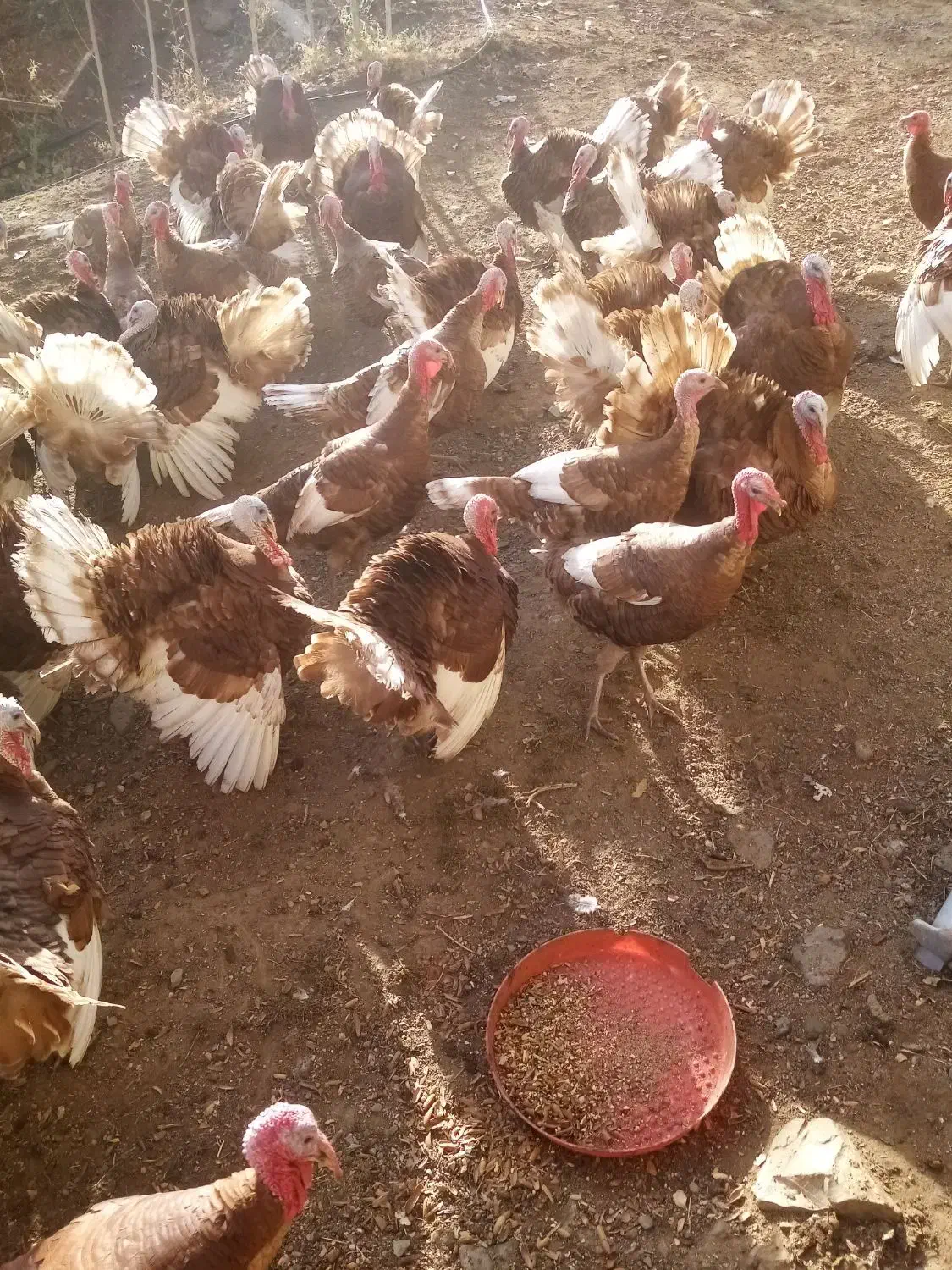 فروش قل (بوقلمون) بوربون|حیوانات مزرعه|بانه, |دیوار