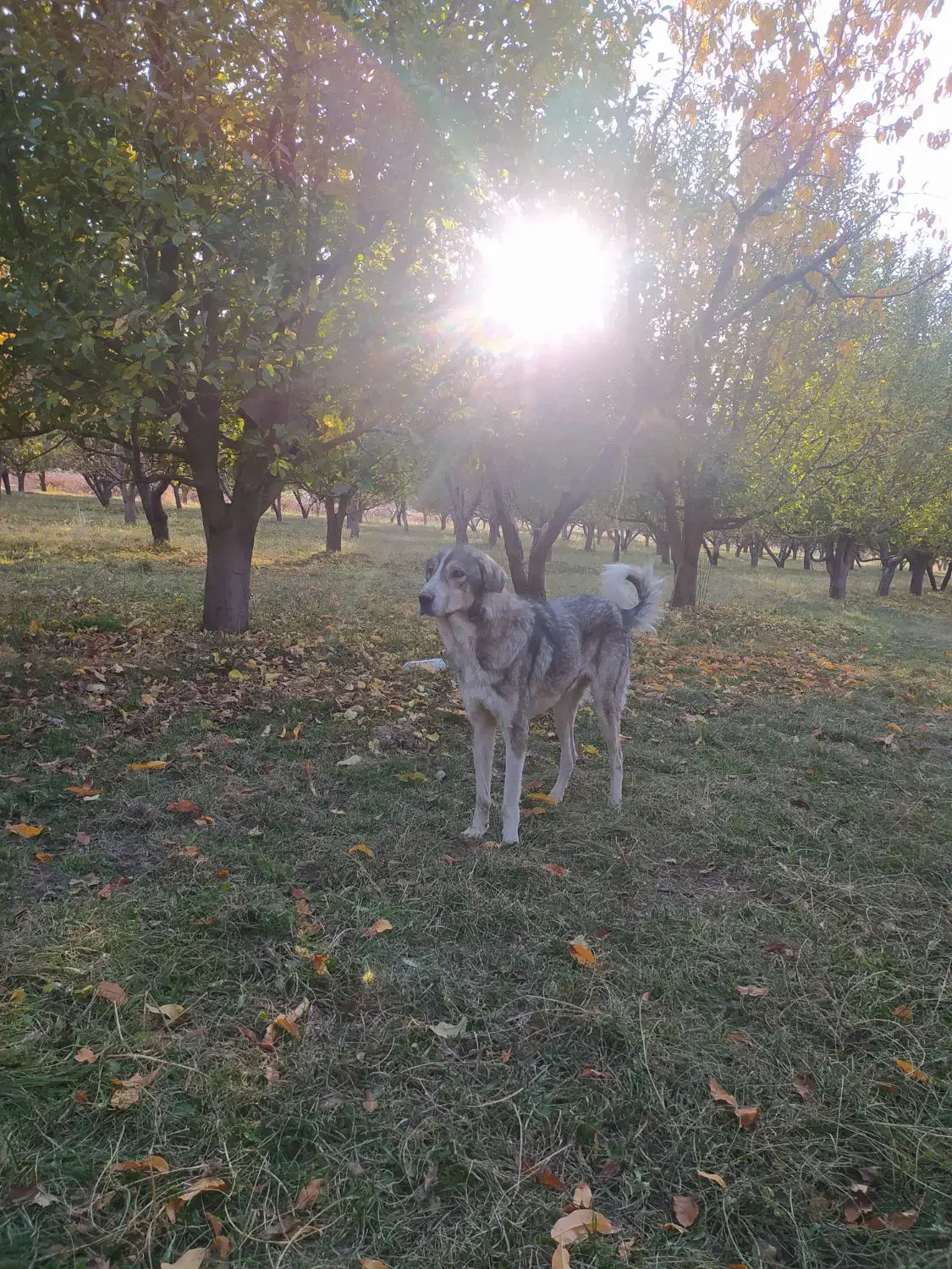 سگ گله|سگ|محمدبار, |دیوار