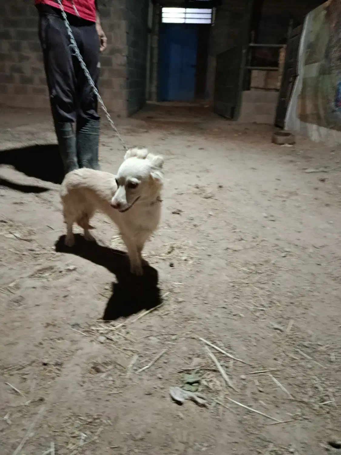 معاوضه بامرغ یاعروس هلندی یاکوتوله|سگ|تفت, |دیوار