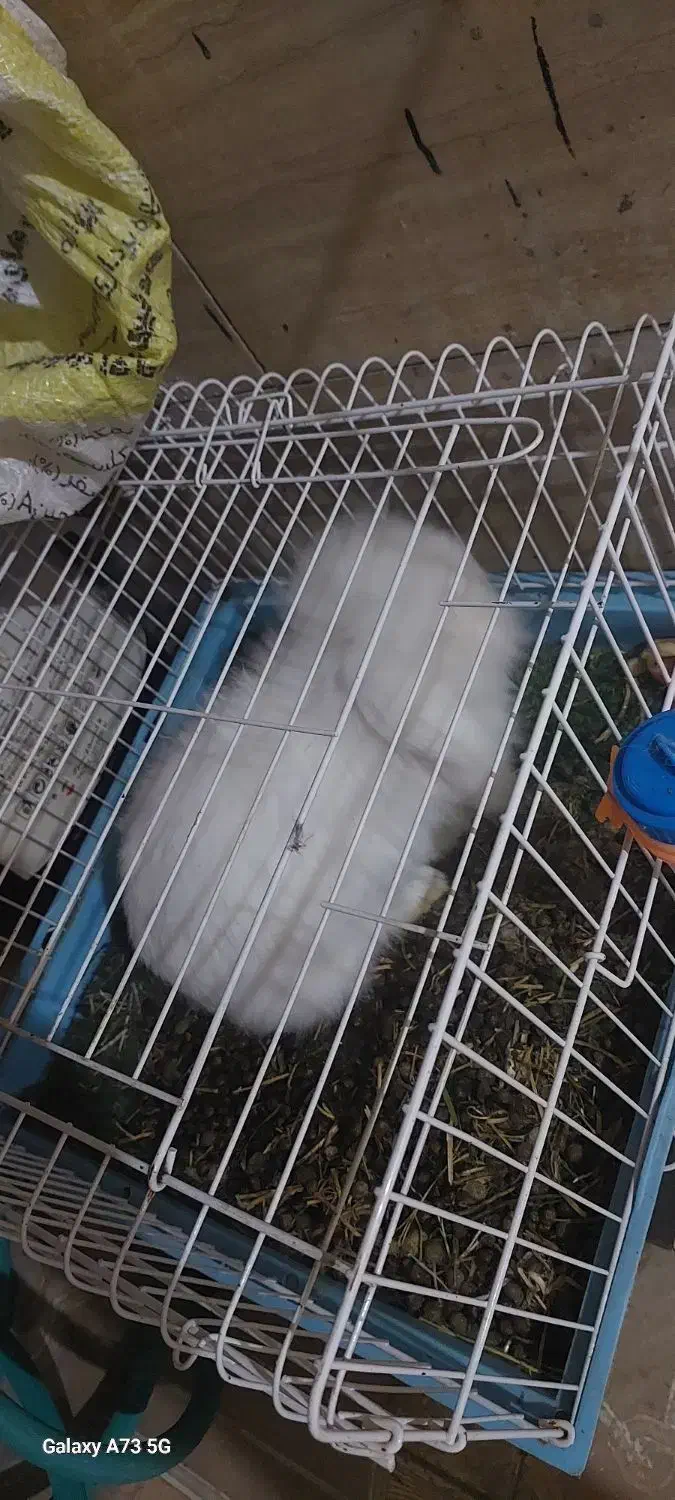 خرگوش لوپ اصلی|موش و خرگوش|بافق, |دیوار