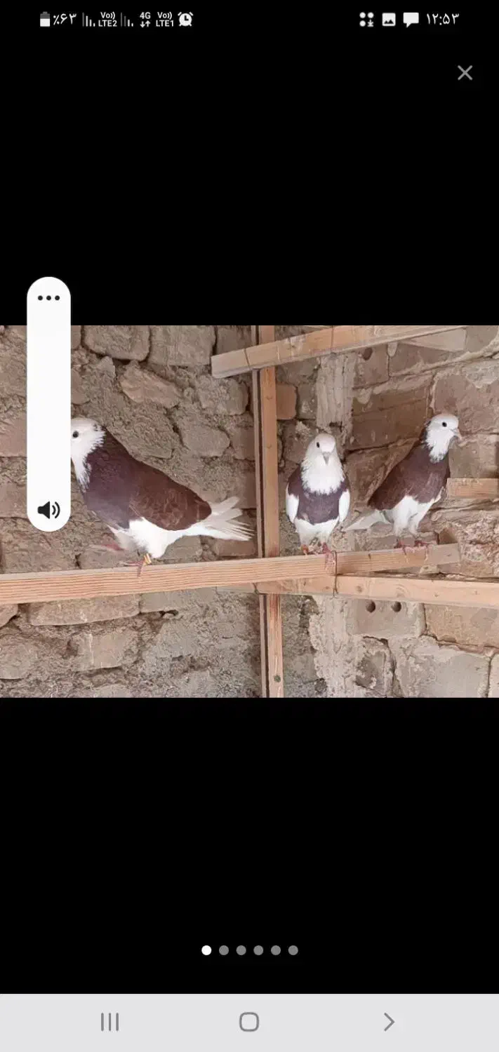 گمشده کفتر محدوده چاه ملکی(کشکلک سرخ ماده.مژدگانی)|حیوانات|اردکان, |دیوار