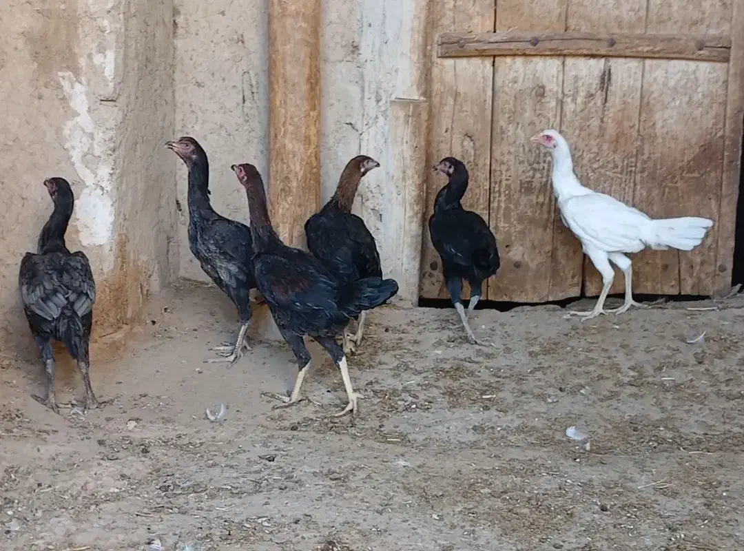 جوجه لاری|حیوانات مزرعه|بستان آباد, |دیوار