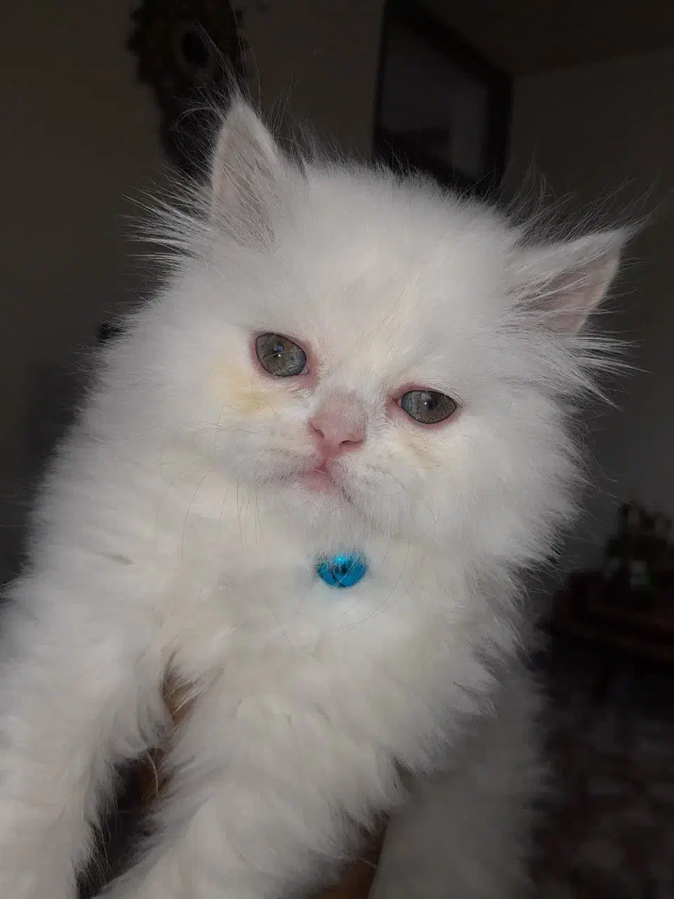 پرشین بریتیش|گربه|ساری, |دیوار