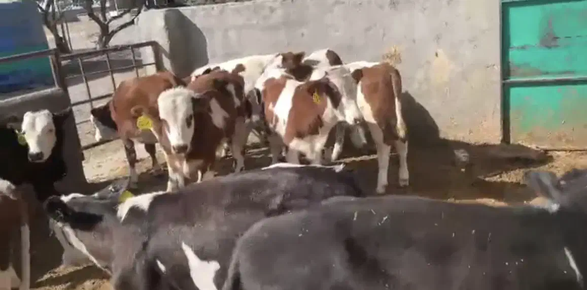 گوساله نر سمینتال|حیوانات مزرعه|اراک, |دیوار