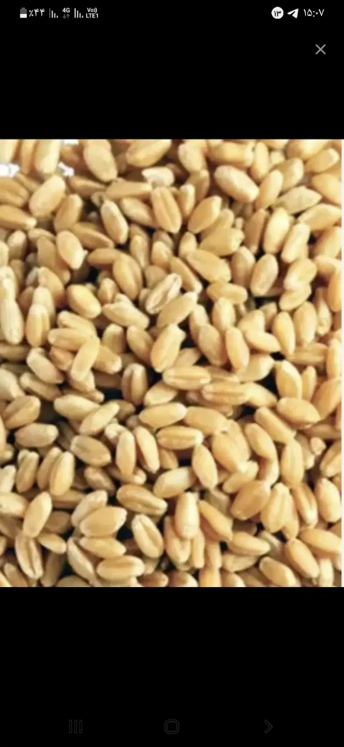 گندم|خوردنی و آشامیدنی|آبدانان, |دیوار