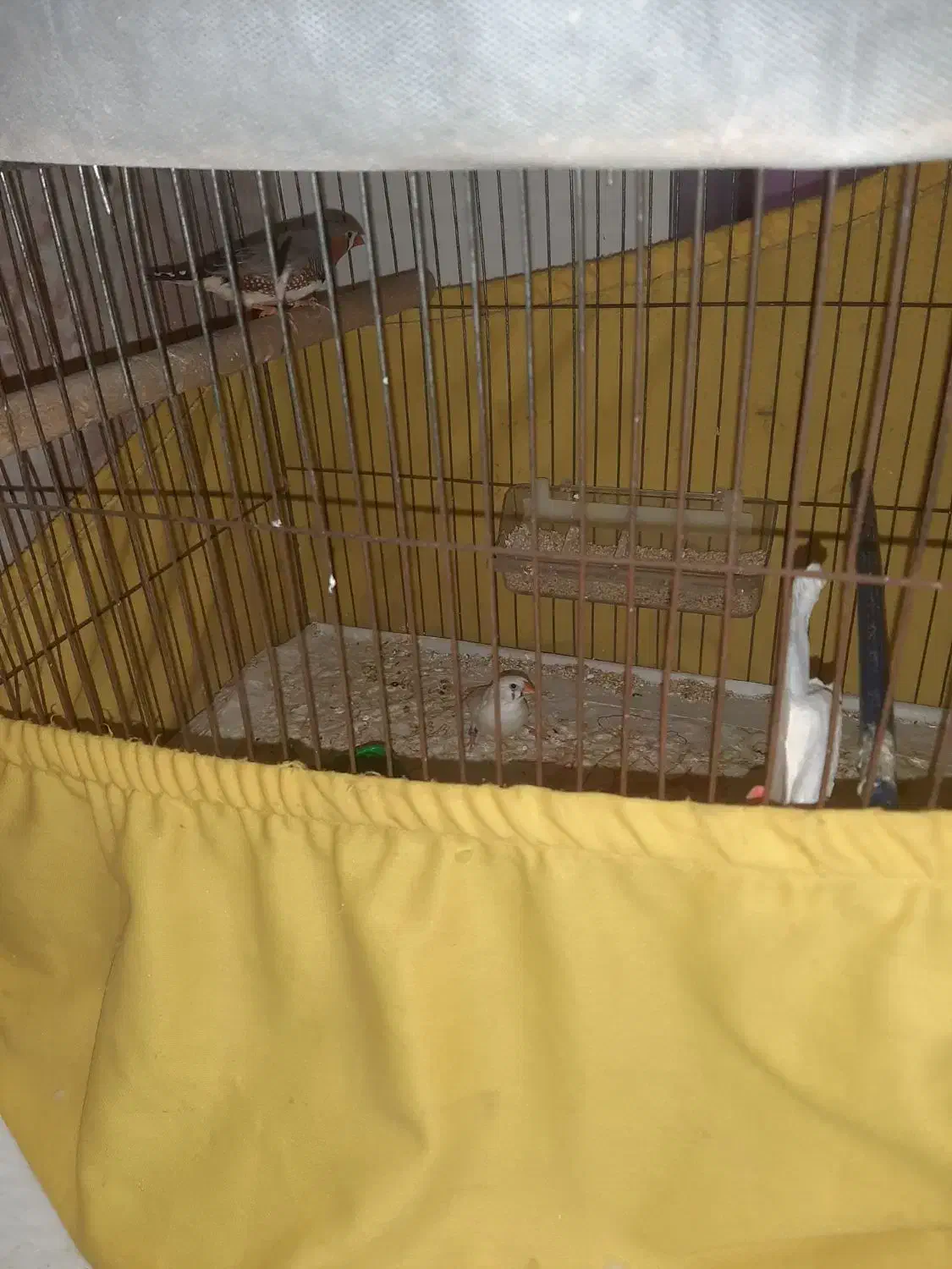 فنچ مرغ عشق عروس هلندی|پرنده|بندرعباس, |دیوار