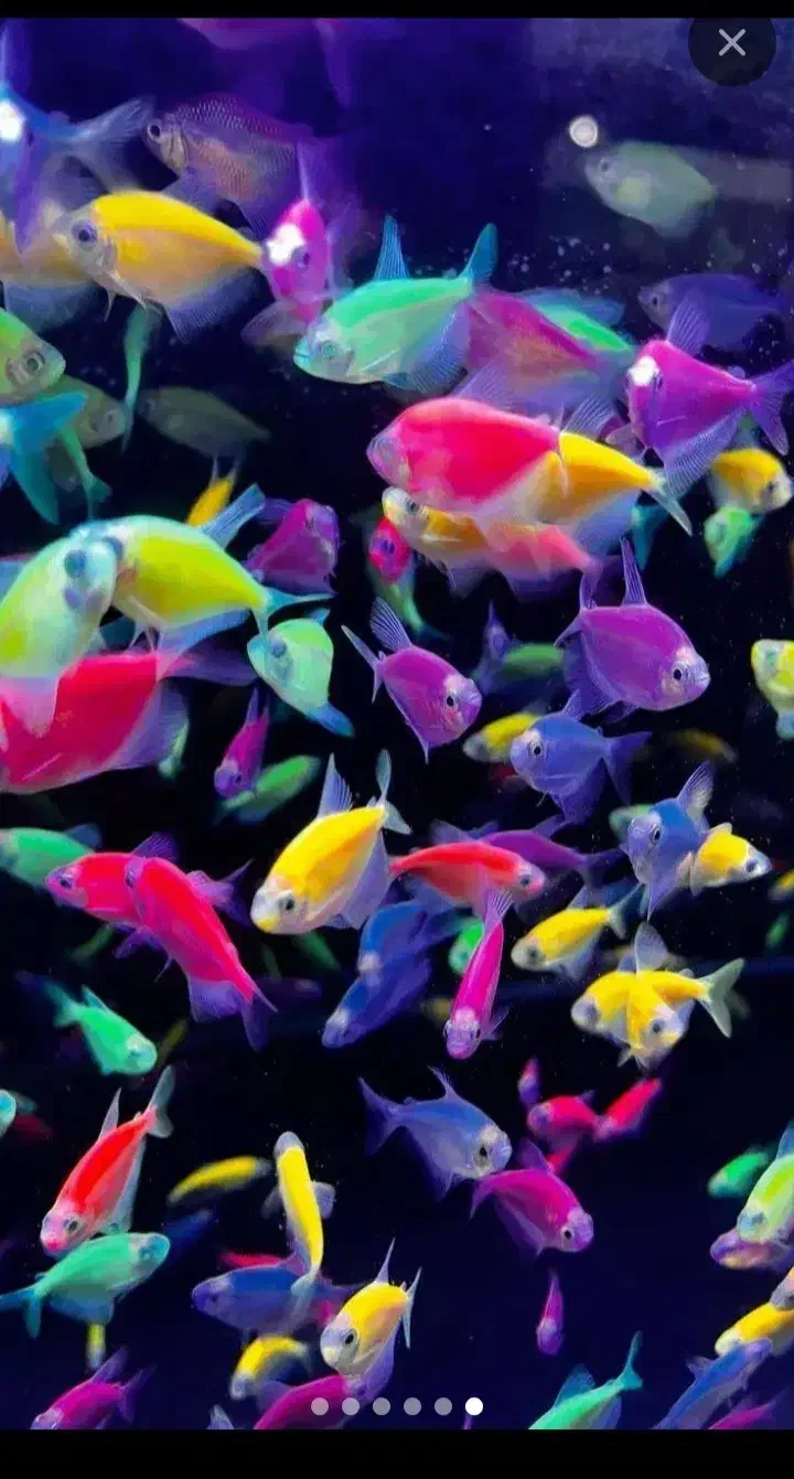 ماهی زینتی|ماهی|سبزوار, پیام|دیوار