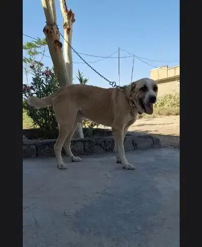 سگ گله|سگ|قم, زاویه|دیوار