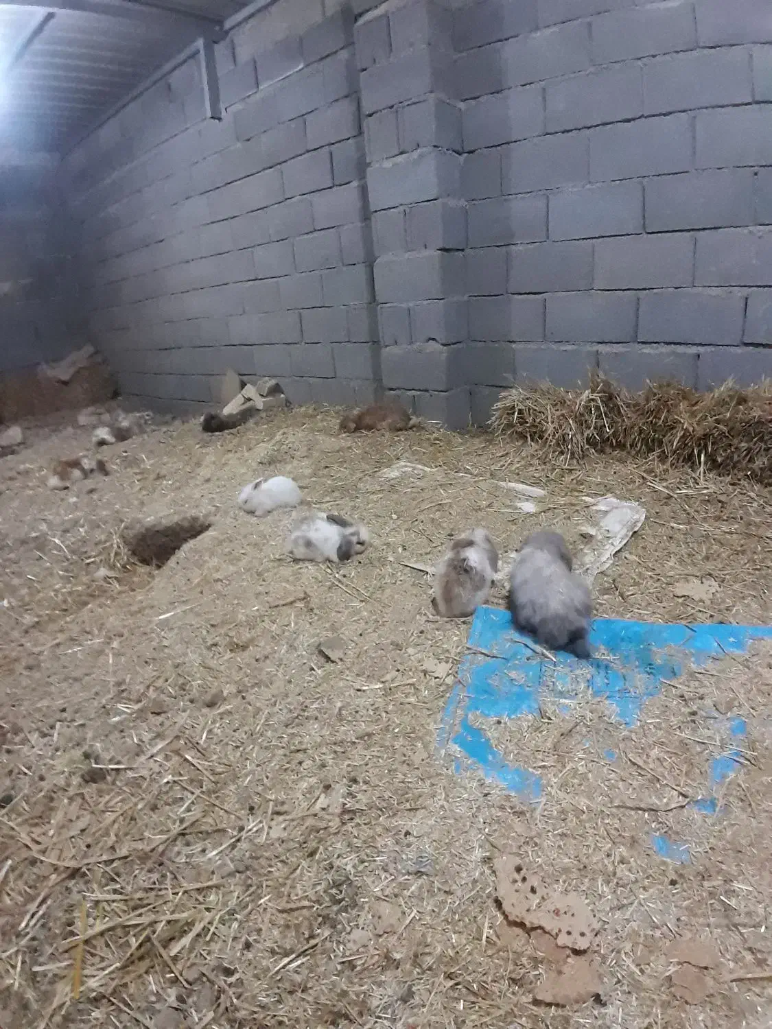 خرگوش لپ هلندی|موش و خرگوش|اقلید, |دیوار