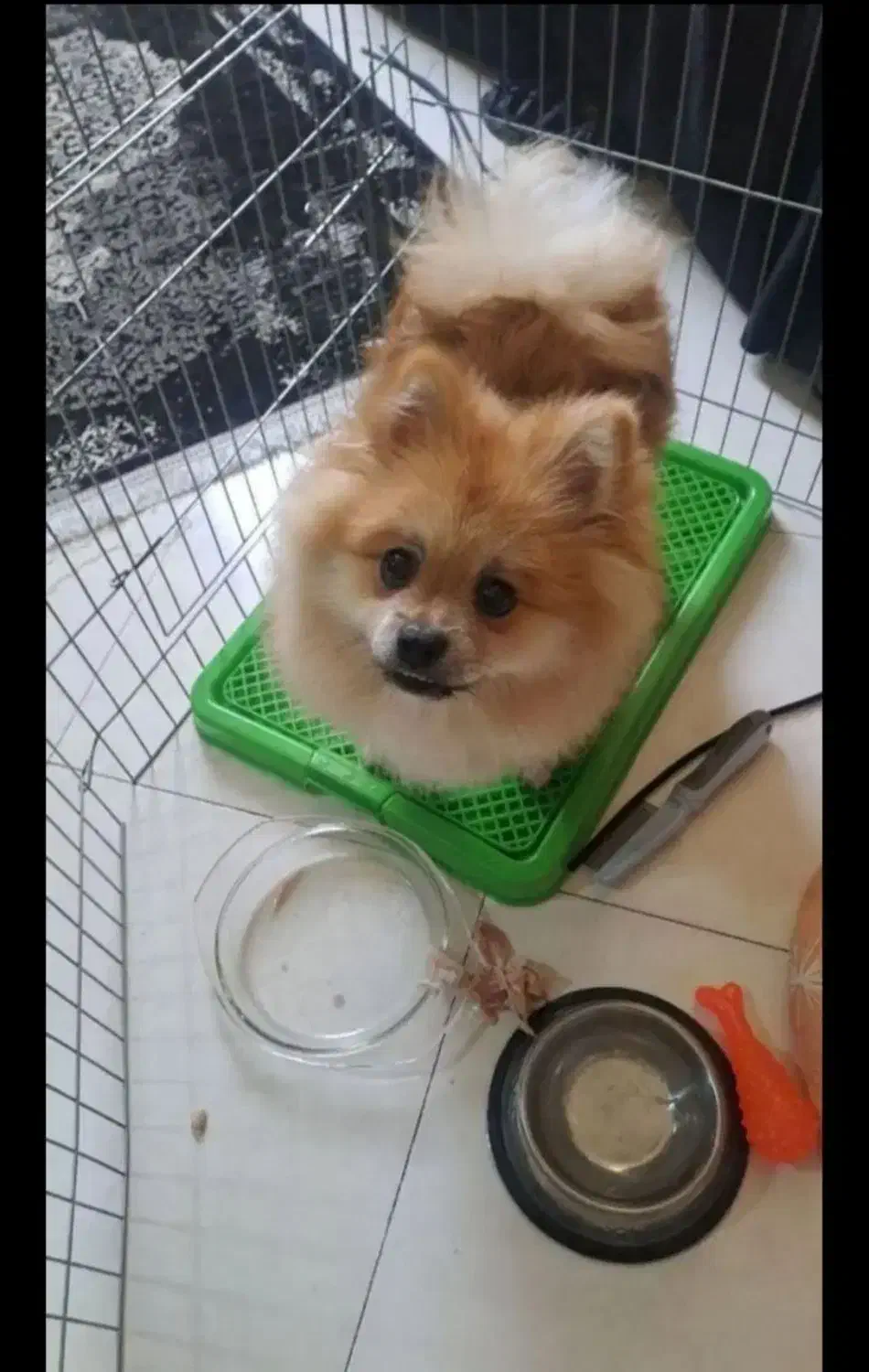 سگ پامر 1 ساله|سگ|زاهدان, |دیوار