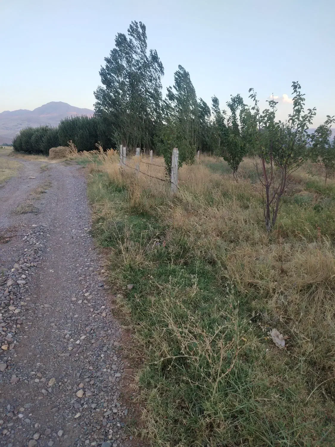 باغ سیب مرگور روستای گارانه و سه گرکان 6500 متر|فروش دفتر صنعتی، کشاورزی، تجاری|ارومیه, |دیوار