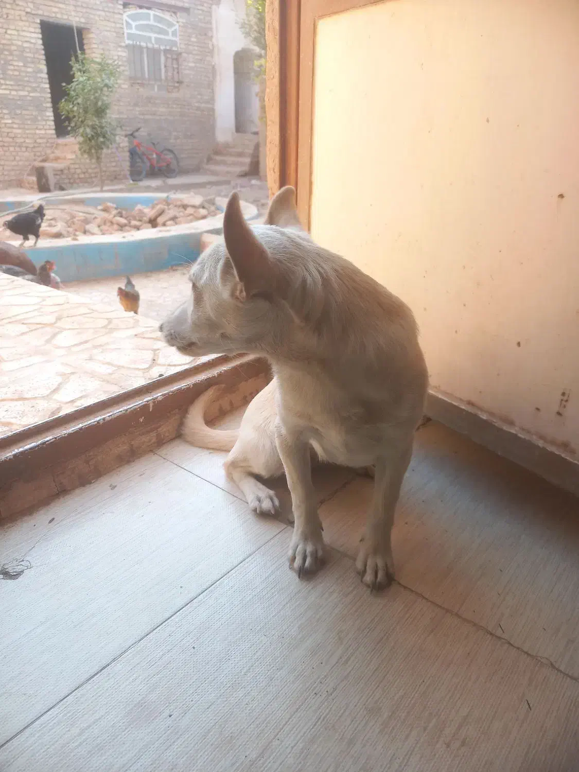 اشپیتز روباهی|سگ|یزد, |دیوار