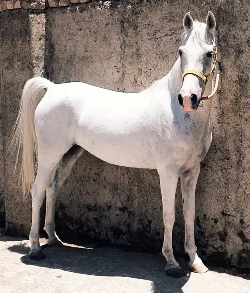 مادیون|اسب و تجهیزات اسب‌سواری|پیرانشهر, |دیوار