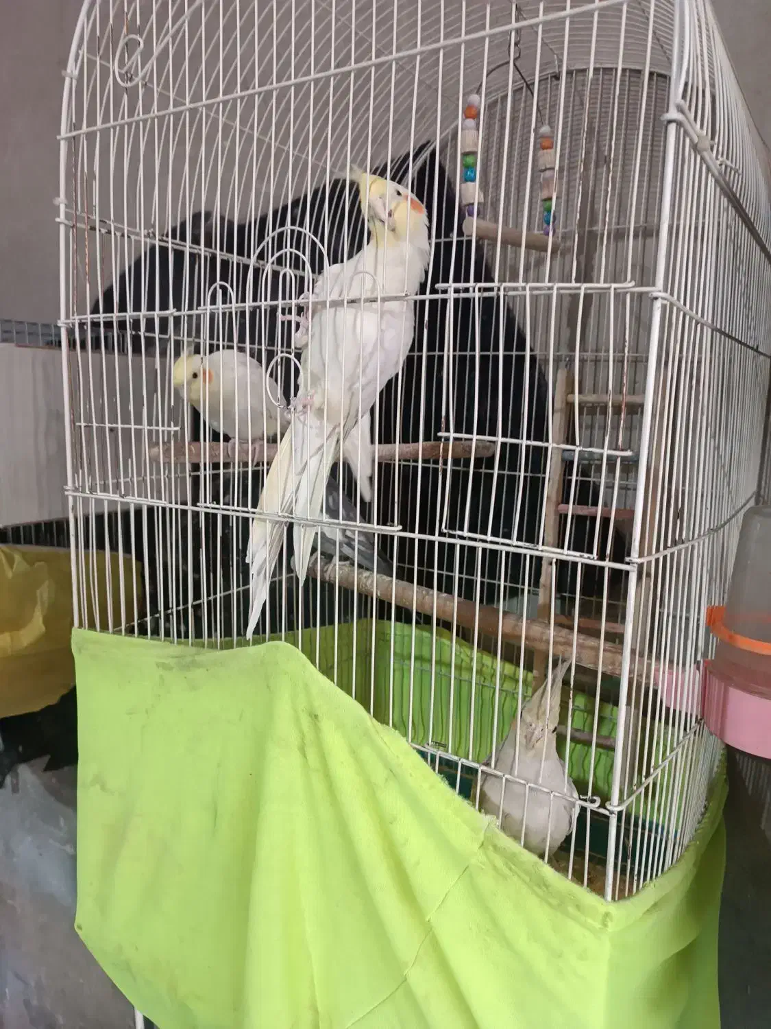 عروس هلندی|پرنده|وحیدیه, |دیوار