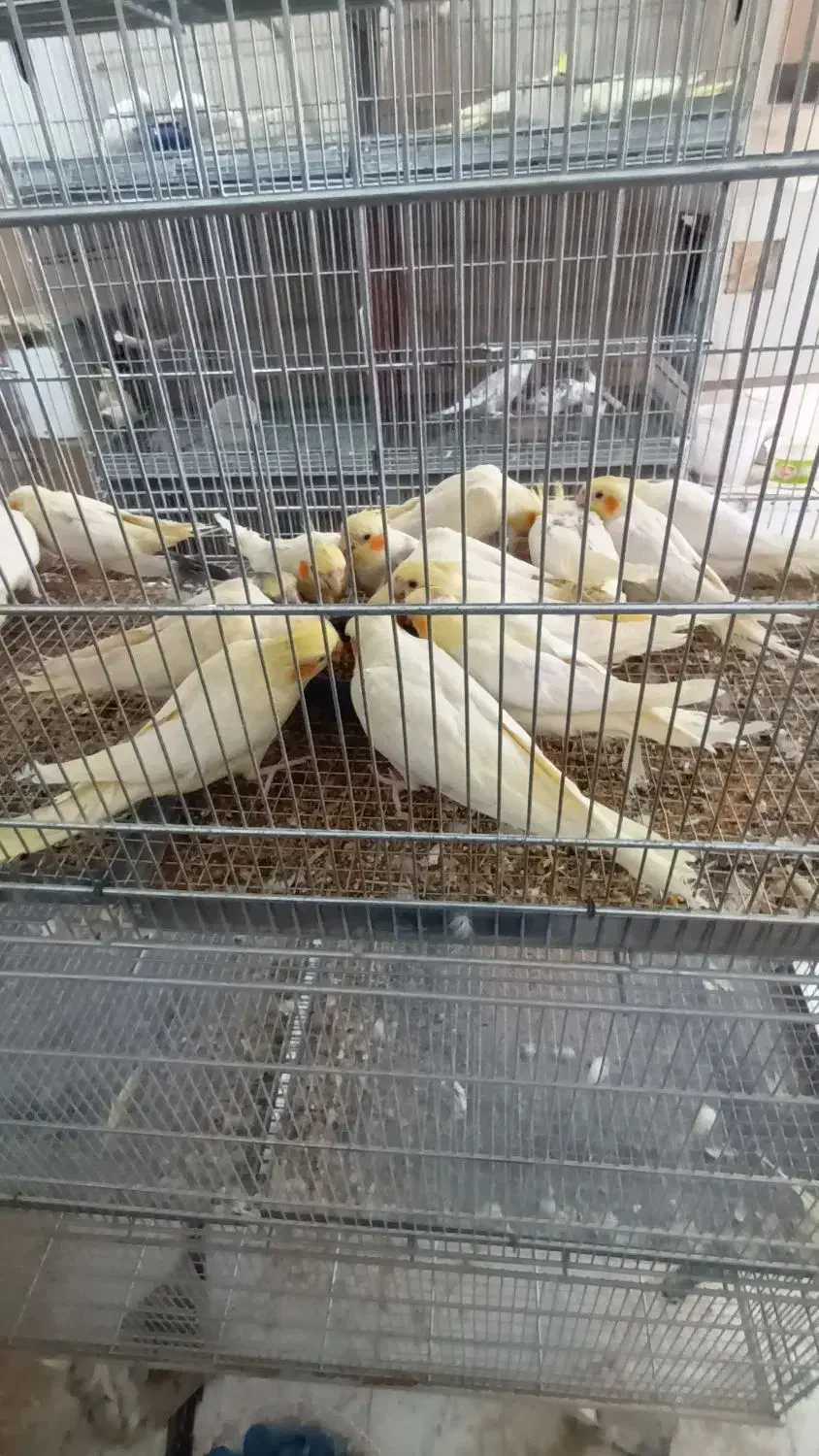 فروش عروس هلندی،برزیلی،قناری مستقیم از سالن پرورش|پرنده|صحنه, |دیوار