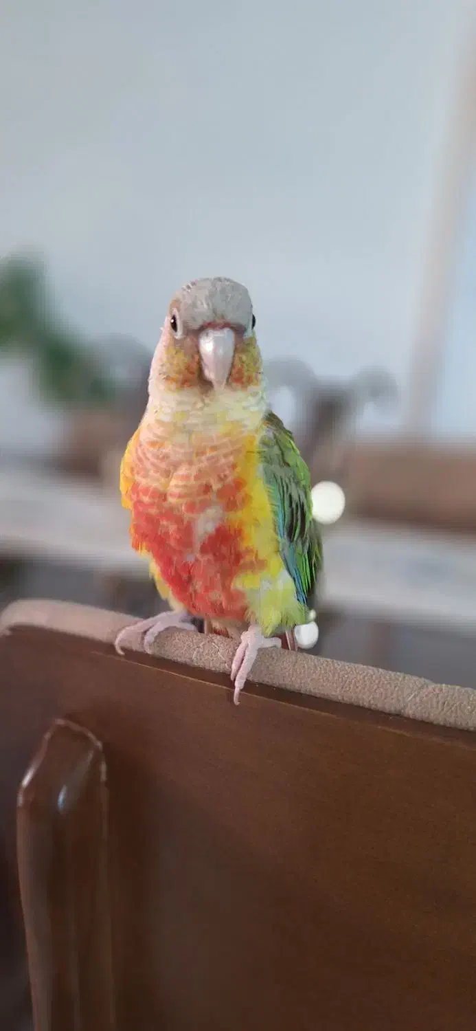 گرینچیک رام و دستی سخنگو طوطی|پرنده|فردیس, شهرک ارم|دیوار