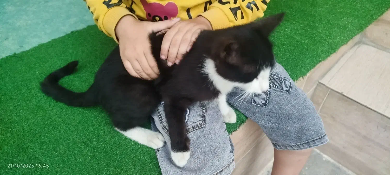 گربه دستی|گربه|گنبد کاووس, |دیوار