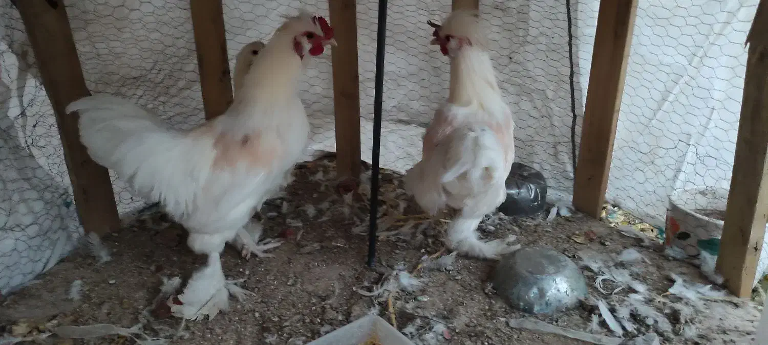 مرغ و خروس سلطان|حیوانات مزرعه|زرند, |دیوار