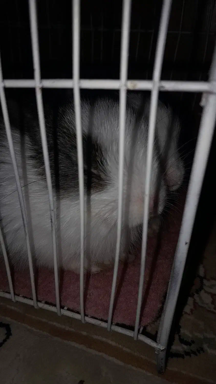 خرگوش|موش و خرگوش|اهواز, پردیس|دیوار