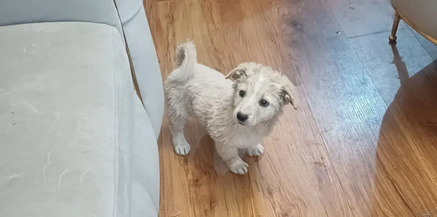 سگ پاکوتاه اشپیتز|سگ|مشهد, پردیس|دیوار