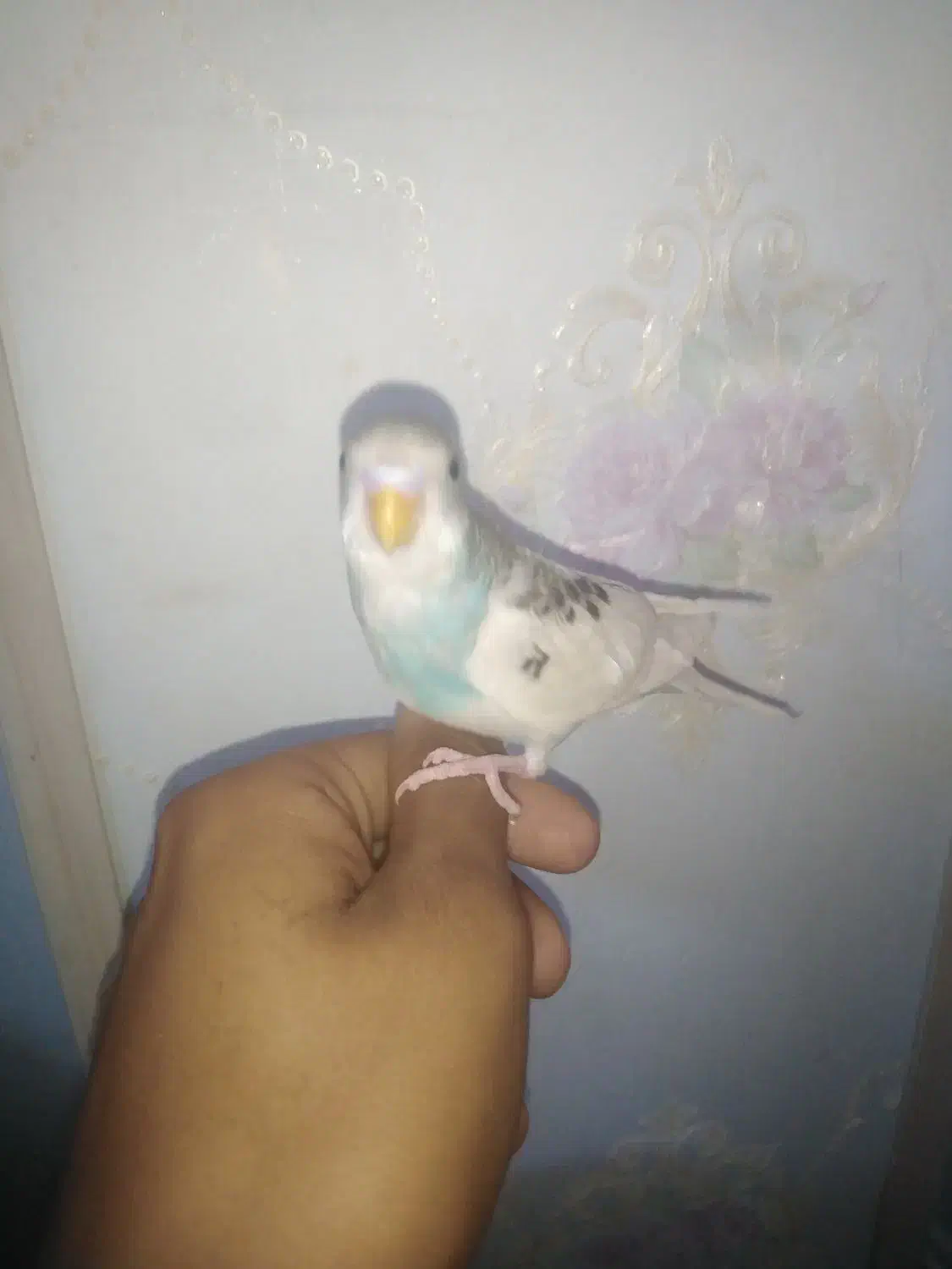 پرنده مرغ عشق|پرنده|گلبهار, شهر جدید گلبهار|دیوار