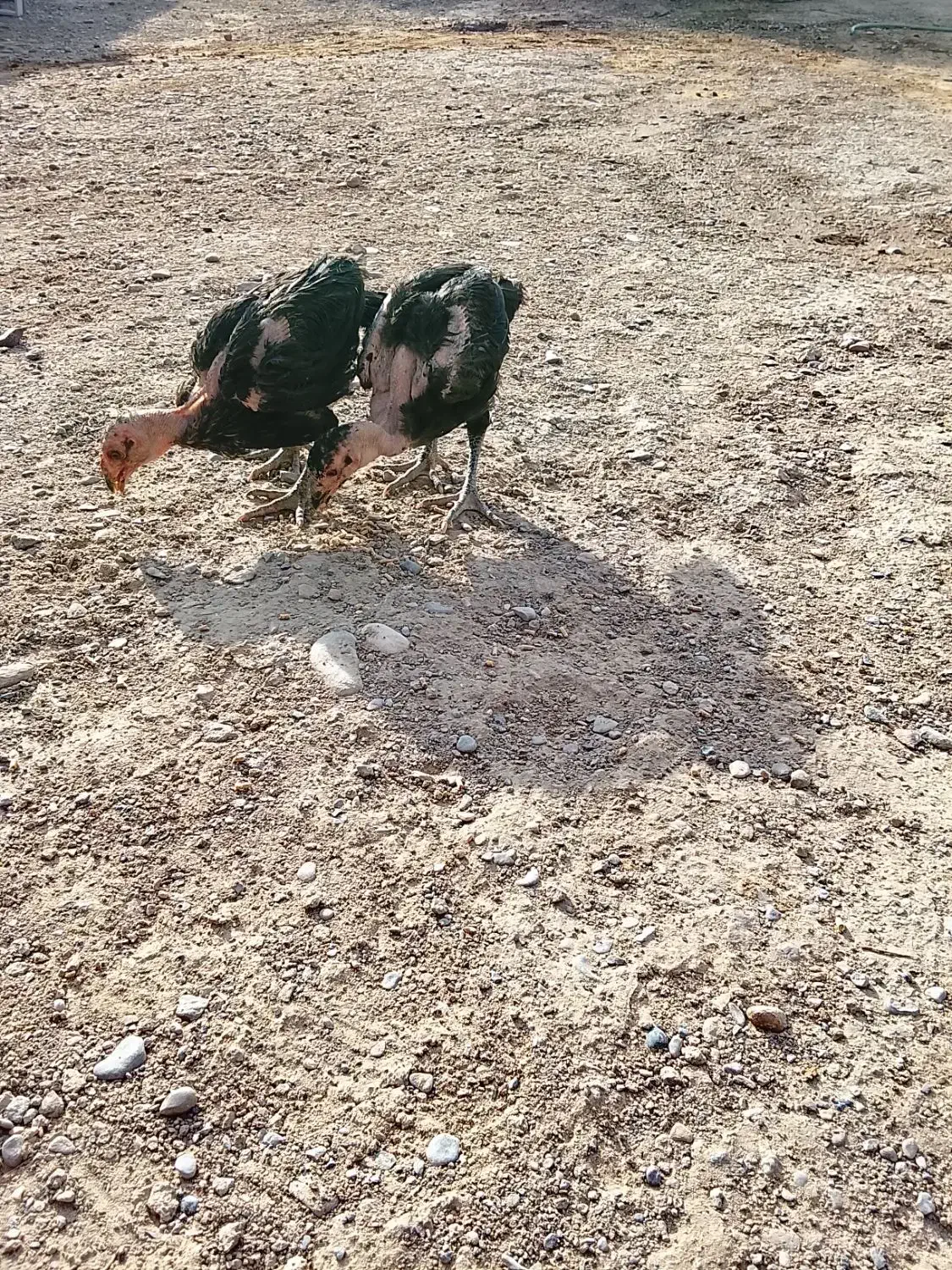 جوجه محلی|حیوانات مزرعه|زابل, |دیوار