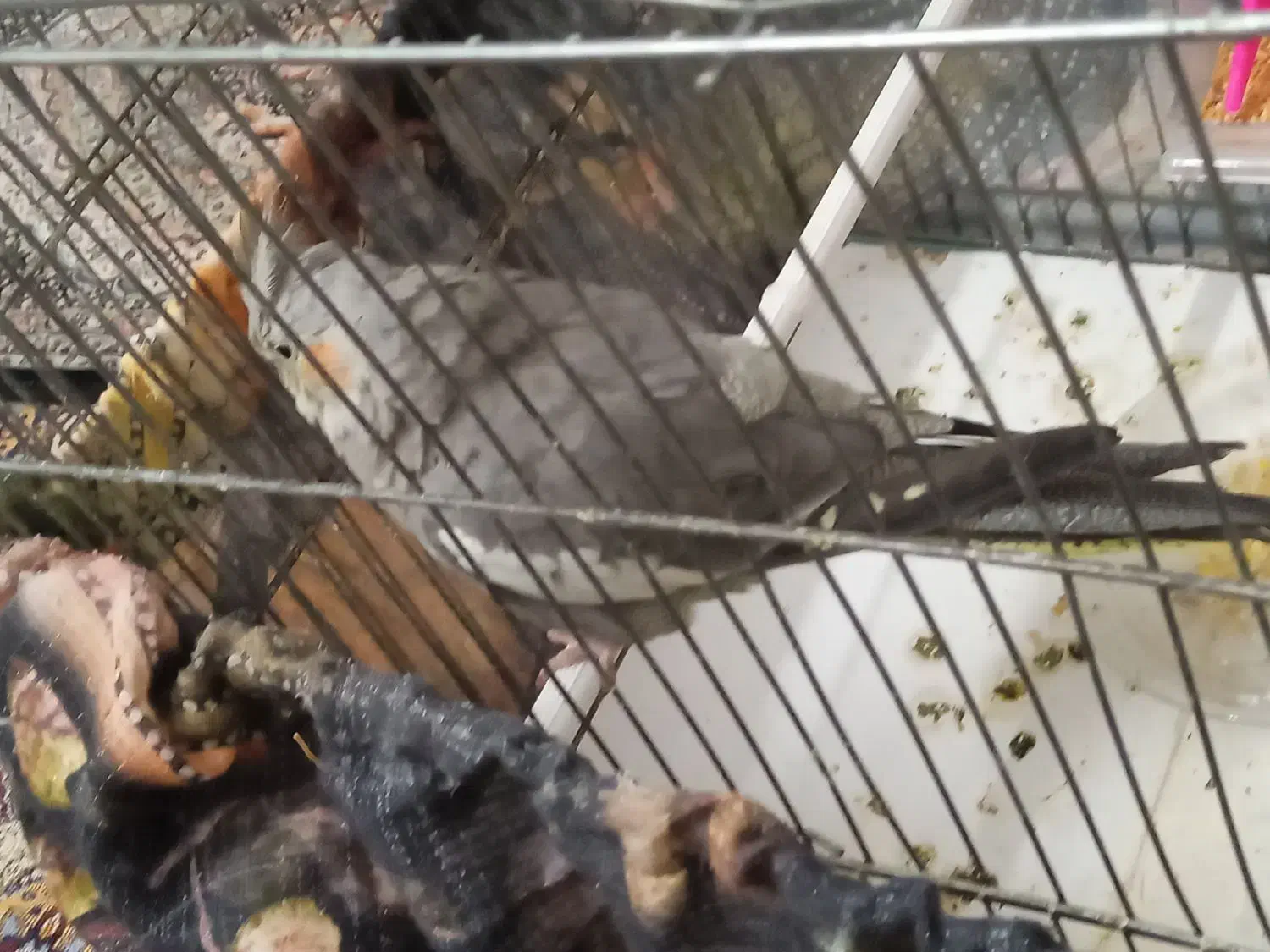 ۲عدد پرنده عروس هلندی قیمت خیلی پایین|پرنده|اردبیل, |دیوار