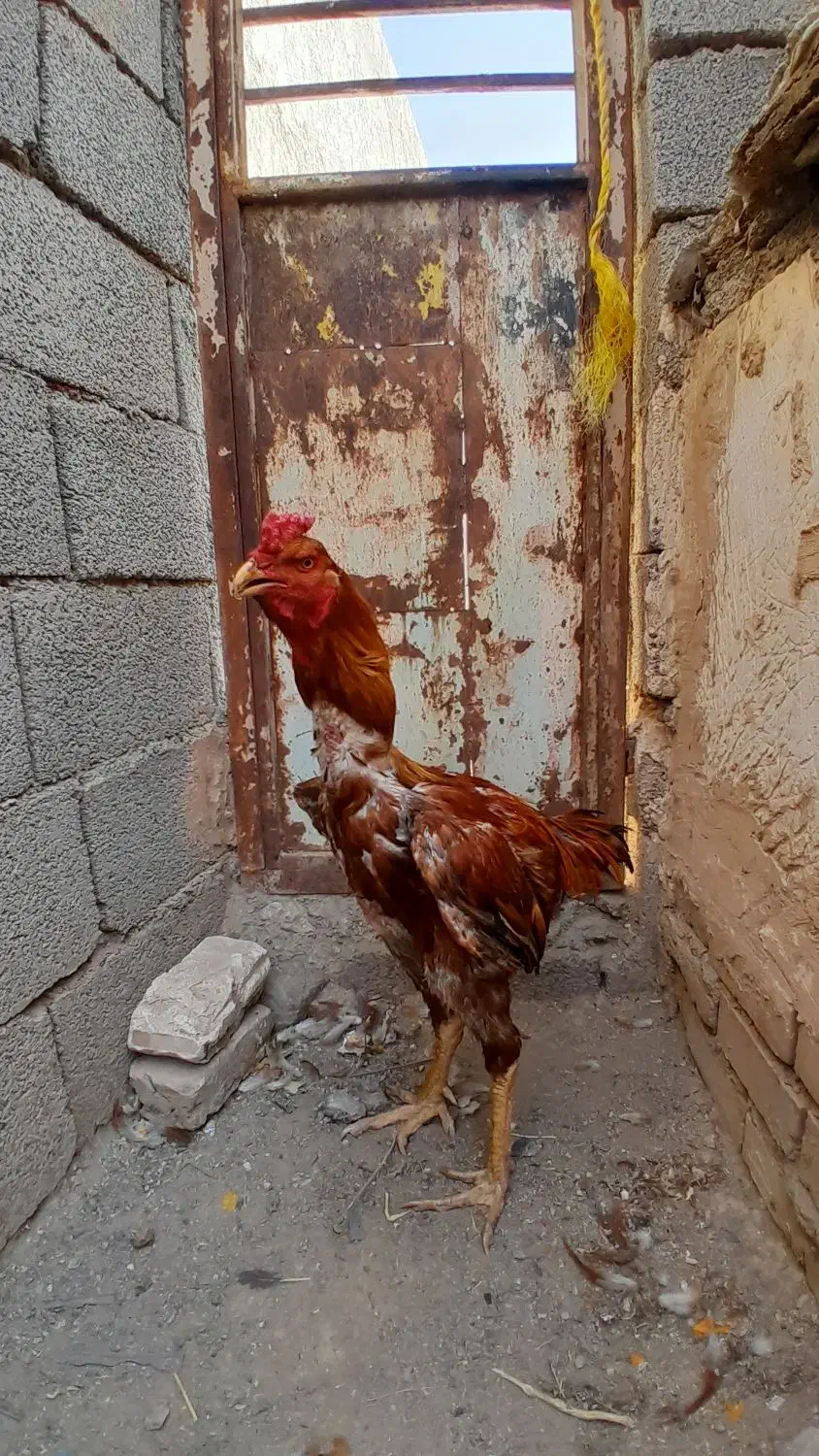 یک مرغ و دوتا خروس لاری|پرنده|مشهد, بهارستان|دیوار