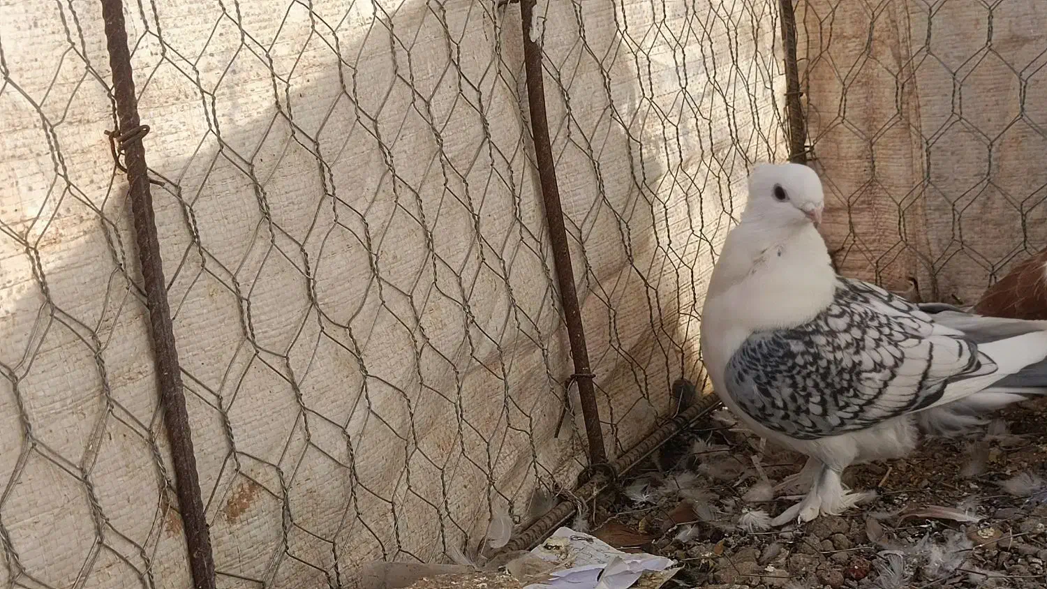 کفتر راعبی و ساتن وقوره گی|پرنده|قائن, |دیوار