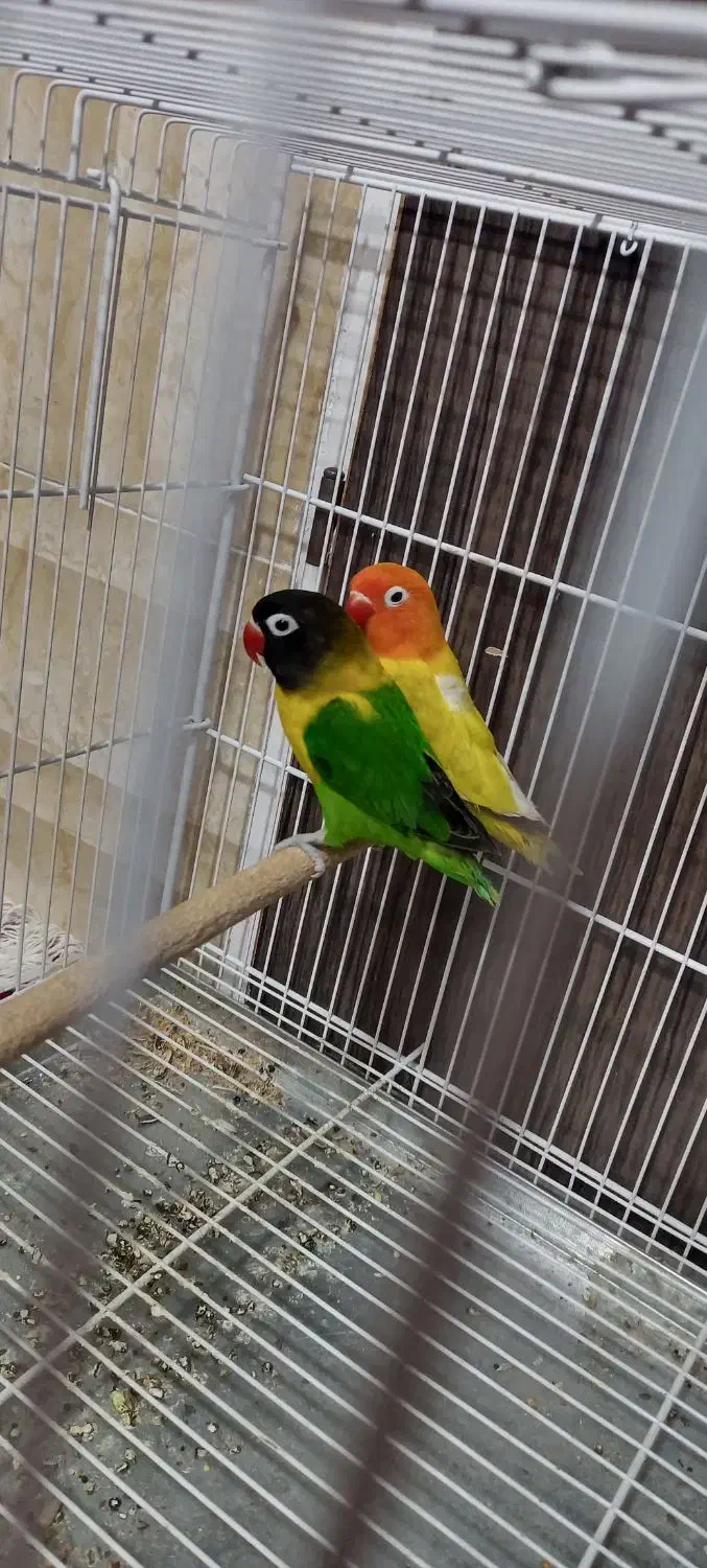 کوتوله برزیلی|پرنده|شیراز, میانرود|دیوار