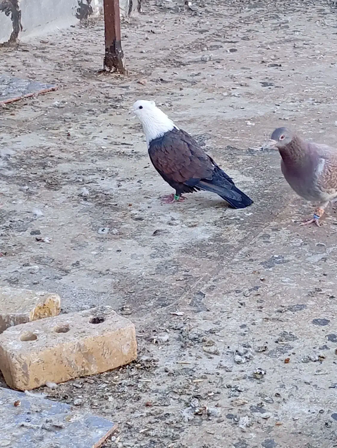 کلاغ کاکلی|پرنده|تربتحیدریه, مظفریه|دیوار