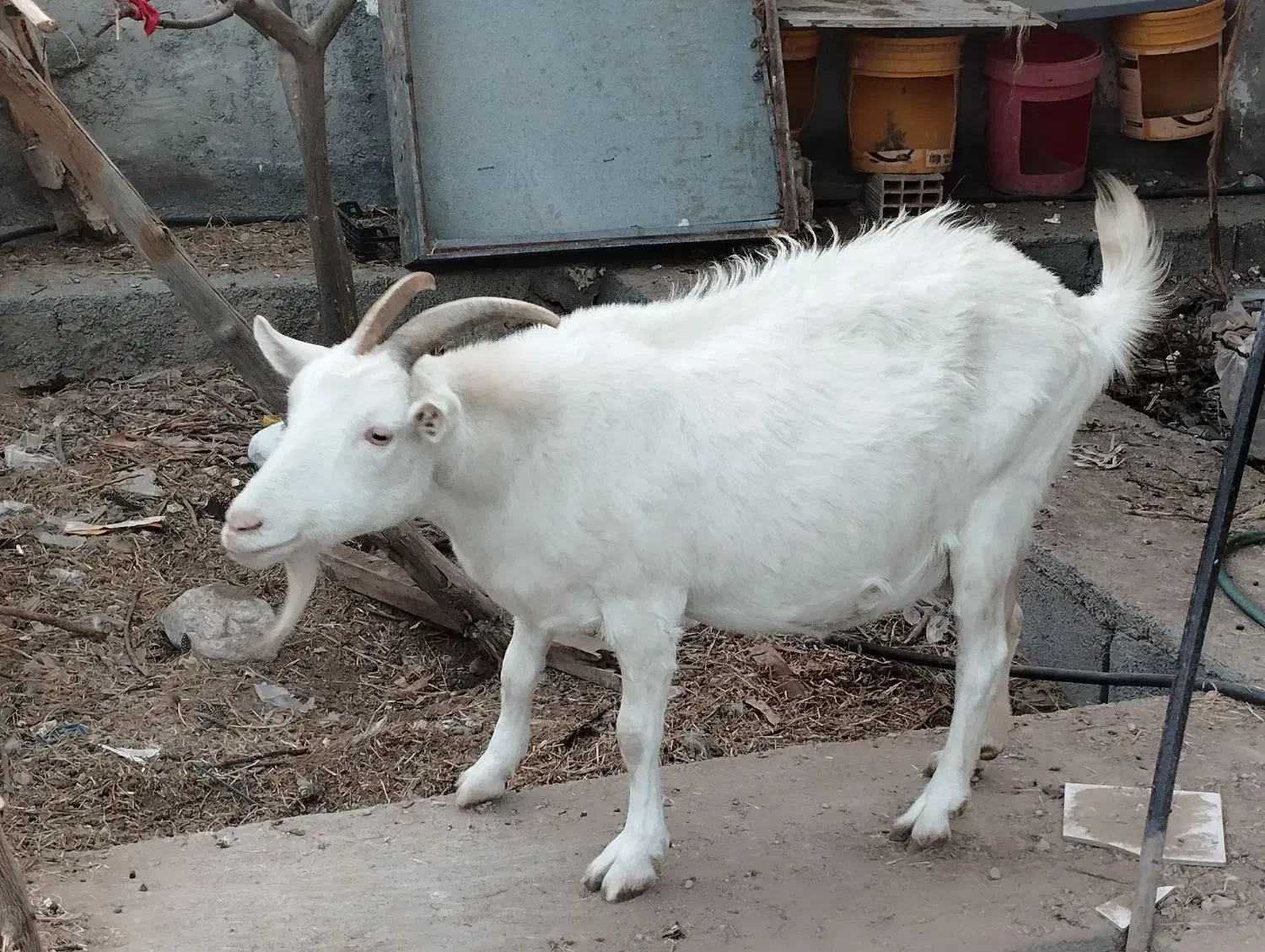 بز سانن نری آلپاین|حیوانات مزرعه|بندرعباس, |دیوار